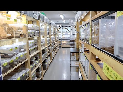 【圧倒的生体数】爬虫類倶楽部中野店の2階へYouTube初潜入(YouTube)