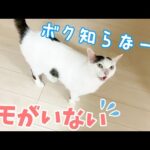 久々にサビ猫モモちゃんとのかくれんぼでハプニング！(YouTube)
