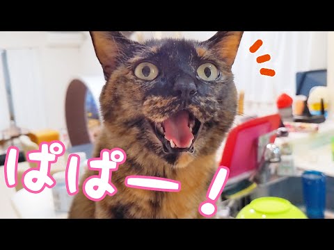 チロモモが完全パパ派の日なのでママ悲しい！！(YouTube)