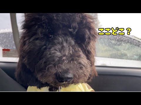 お散歩に行こうとしたら雨が降ってきたのである場所へ連れて行きました(YouTube)