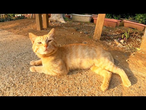 海辺の神社前に猫が寝ていたので隣に座ってナデナデしてきた(YouTube)