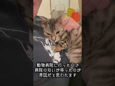 同居猫に怒られてしまい、不貞腐れる猫　#shorts(YouTube)