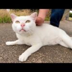 ムスッとした顔の猫が草むらの中からモフられにやって来た(YouTube)
