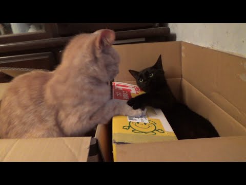 そっちの箱の方が良く見えちゃった猫(YouTube)