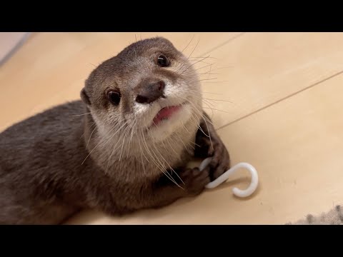 本気の綱引きをしたカワウソが反則技を使って放心状態になってしまった otter in a serious tug-of-war(YouTube)