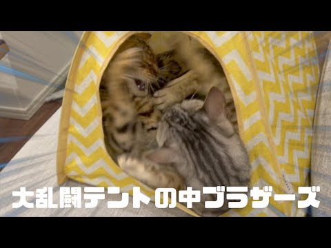 わざわざそんな狭いところで兄弟喧嘩すな(YouTube)