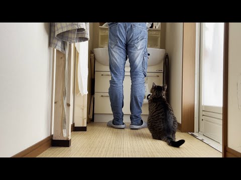 お父さんと二人きりでスキンシップをする猫(YouTube)