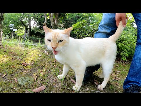 他の猫に追い込みをかけていた笹かまぼこ猫をなだめる(YouTube)
