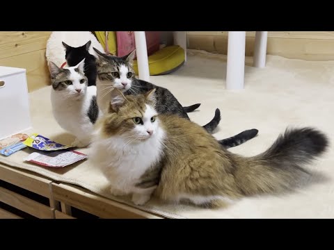 快気祝いで３か月ぶりにおやつが少しだけもらえる猫(YouTube)