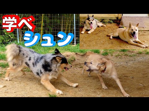 ネグレクトにあって犬社会を知らない保護犬シュンくんワサビから犬社会を学ぶ👍(YouTube)