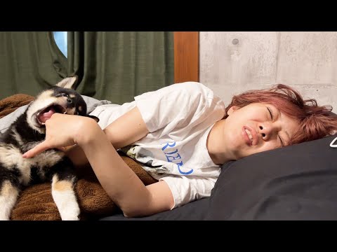 柴犬の仔犬がママを起こしに行った結果、大変なことにw(YouTube)