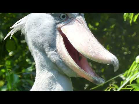 授業に活かせる動画集： とりのくちばし（うえのどうぶつえん）(YouTube)