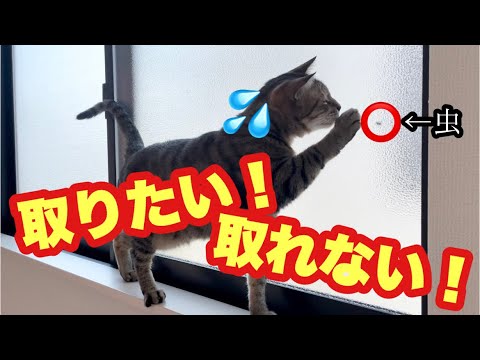 窓の外の虫が取りたくてすごく必死に頑張る猫！(YouTube)