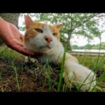 植込みの後ろから猫が何か言いながら寄ってきたのでナデナデしてきた(YouTube)