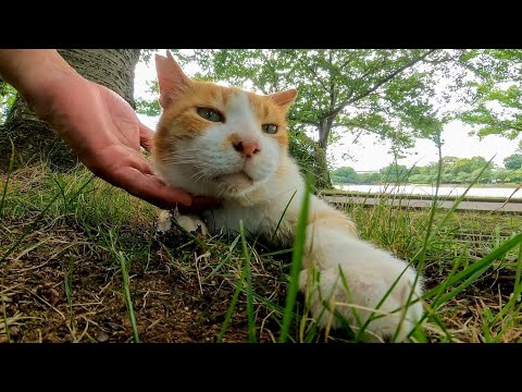 植込みの後ろから猫が何か言いながら寄ってきたのでナデナデしてきた(YouTube)