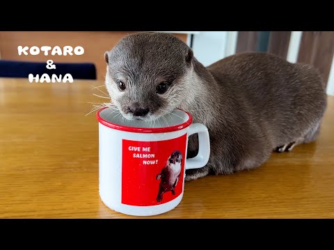 マグカップの飲み方が下手すぎてかわいいカワウソ　Otters Enjoying Tea Time with Special Mugs(YouTube)