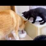 優しい柴犬に初めて無視されて驚きの表情が隠せない仔猫♥(YouTube)