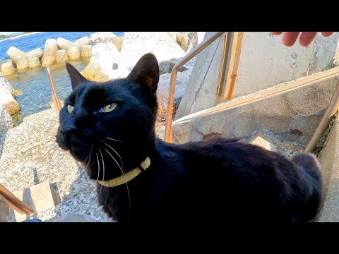 防波堤の下からこっちを覗いていた黒猫を撫でると甘えてきてカワイイ(YouTube)
