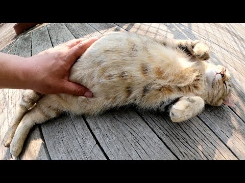 プクプクと太ったムギワラ猫がお腹を触らせてくれた(YouTube)