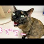 パパに甘えたいときはこんなにたくさん鳴きます！(YouTube)