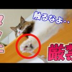ボス吉激怒！？キャットウォークでくつろぎ中の猫の足裏に触れた結果‥(YouTube)