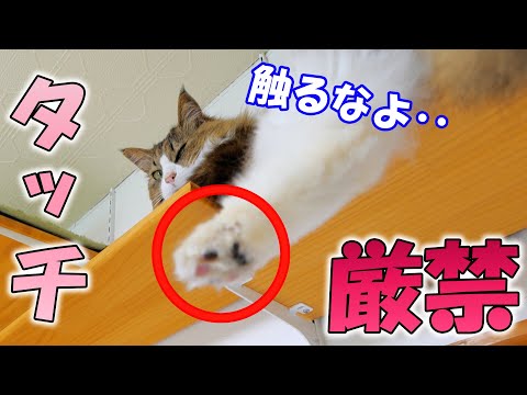 ボス吉激怒！？キャットウォークでくつろぎ中の猫の足裏に触れた結果‥(YouTube)