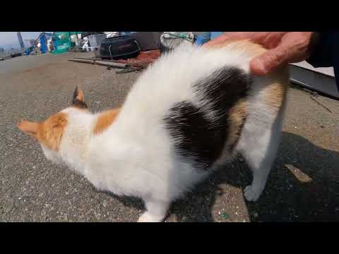 漁港に行くと背中にハートマークを持つ三毛猫がモフられにきた(YouTube)
