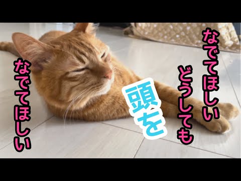 【癒し】構ってほしくて飼い主を呼びに来た猫！どうしても撫でてほしい！【猫鳴き声】(YouTube)