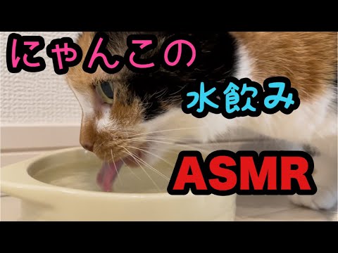 【イヤホン推奨！】にゃんこの水飲みASMR【癒し】(YouTube)