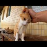 【今週のボツ動画】短い野良猫動画まとめて公開-unreleased video of this week-2022/6/3w(YouTube)
