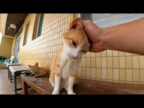 【今週のボツ動画】短い野良猫動画まとめて公開-unreleased video of this week-2022/6/3w(YouTube)
