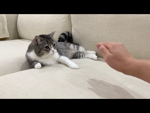見えない何かをなでなでしたときの猫の反応がマジでかわいすぎたw(YouTube)