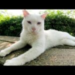 橋から池を眺めていた白猫がベンチへ移動して人間にモフられる(YouTube)