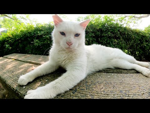 橋から池を眺めていた白猫がベンチへ移動して人間にモフられる(YouTube)