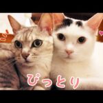 パパママ晩酌中の猫たちが可愛すぎた…！(YouTube)