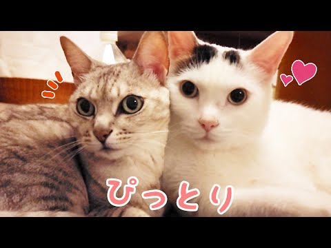 パパママ晩酌中の猫たちが可愛すぎた…！(YouTube)