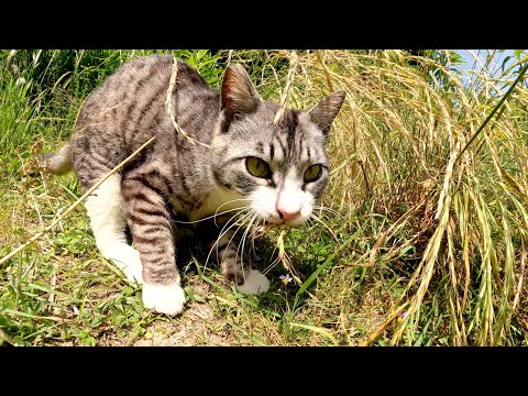 昆虫食！？可愛らしいサバシロ猫ちゃんがバッタを狩る(YouTube)