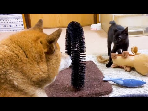 突然仔猫が近くに…ドキドキの柴犬♥(YouTube)