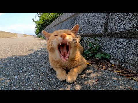 日陰で休む野良猫に近づくと猫は起き上がって擦り寄ってきた(YouTube)