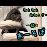 どうなる！？絶対に場所を譲らない猫たちの面白い戦い！！(YouTube)