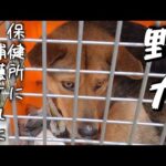 保健所に捕獲され行き場を無くした野犬を迎え入れました(YouTube)