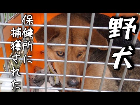 保健所に捕獲され行き場を無くした野犬を迎え入れました(YouTube)