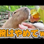 飼育員がビビる程喰らいついちゃうカピバラのりょうすけ！(YouTube)
