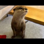カワウソと一緒に暮らして大変なこと５選…！ 5 difficulties of living with otters…!(YouTube)