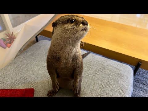 カワウソと一緒に暮らして大変なこと５選…！ 5 difficulties of living with otters…!(YouTube)