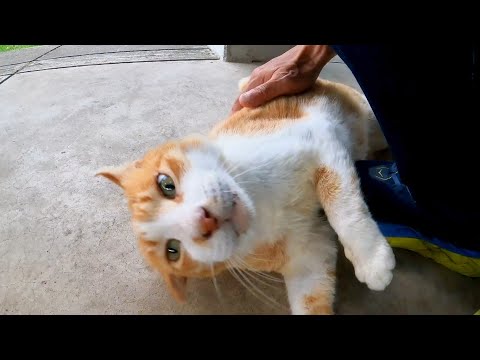公園でよく喋る猫が寄ってきたので一緒に野鳥小屋に向かった(YouTube)
