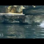 【海遊館】バシャバシャ(YouTube)