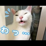 部屋の模様替えも怖くてビビる猫チロさん(YouTube)