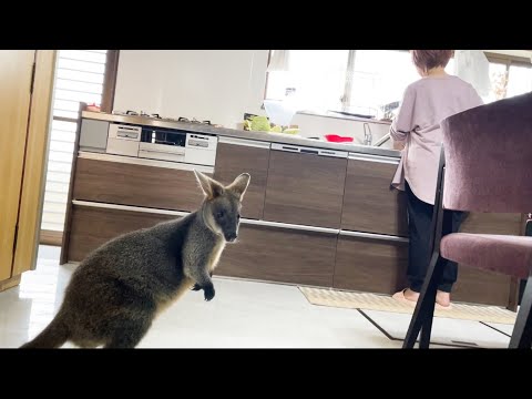 朝ご飯が待ちきれないカンガルーのポッケ(YouTube)