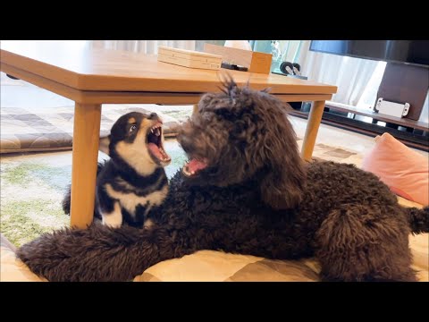 朝から仔犬たちの大運動会になる仕事場(YouTube)